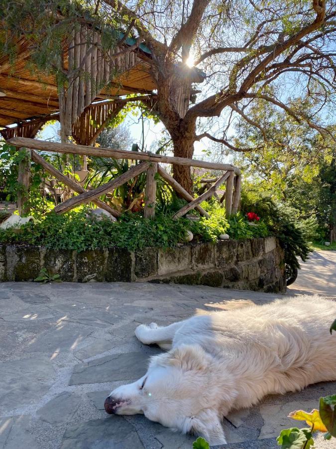 Agriturismo L'Olivara Piano di Sorrento Eksteriør billede