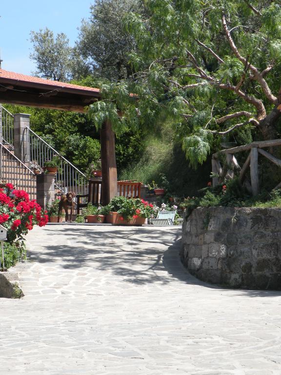 Agriturismo L'Olivara Piano di Sorrento Eksteriør billede