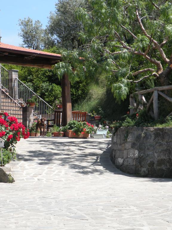 Agriturismo L'Olivara Villa Piano di Sorrento Eksteriør billede