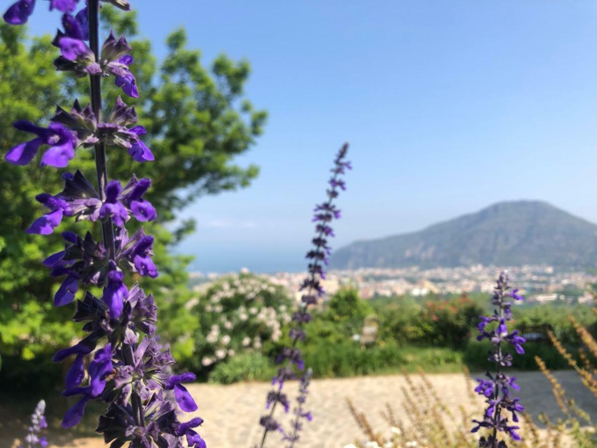 Agriturismo L'Olivara Piano di Sorrento Eksteriør billede